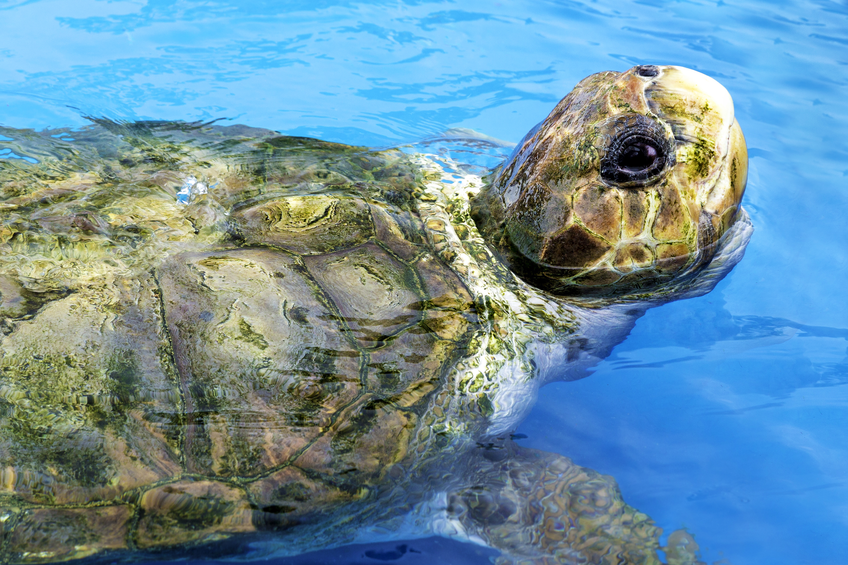 Praia Do Forte Skildpadde 02