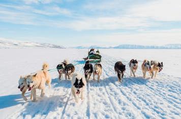 Grønland Slaedehunde 07