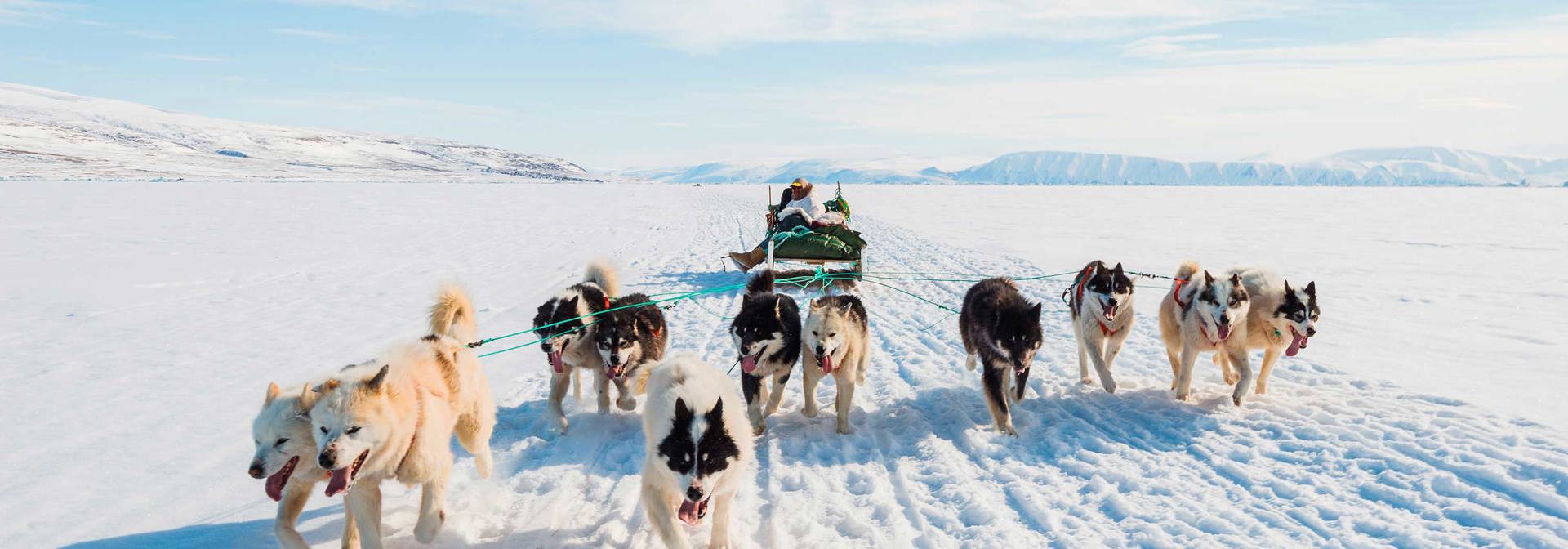 Grønland Slaedehunde 07