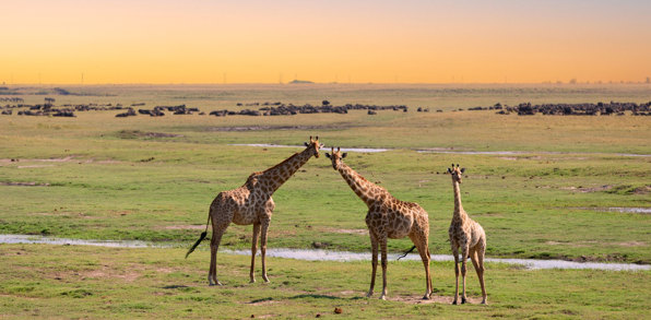 Giraf Chobe National Park