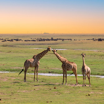 Giraf Chobe National Park
