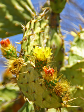 mexico - mexico_figenkaktus_01