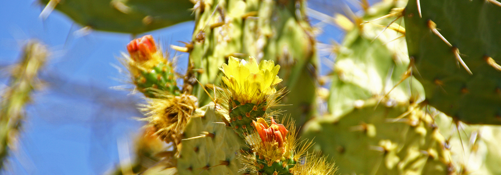 mexico - mexico_figenkaktus_01