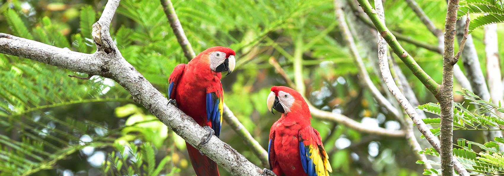 costa rica - puntarenas_papegoeje_fugl_01