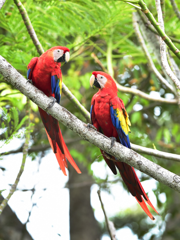 costa rica - puntarenas_papegoeje_fugl_01