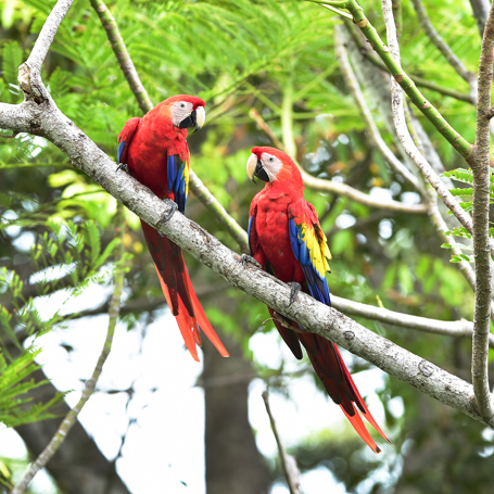 costa rica - puntarenas_papegoeje_fugl_01