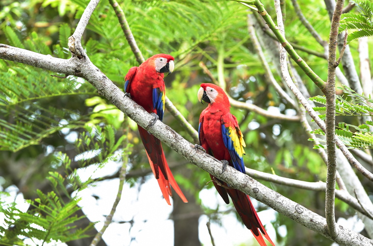 costa rica - puntarenas_papegoeje_fugl_01