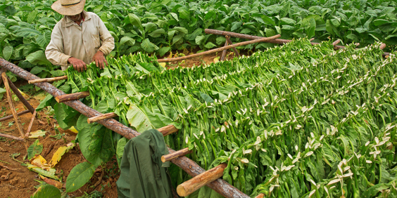 cuba - vinales tobaksmarker