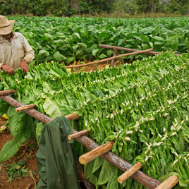 cuba - vinales tobaksmarker