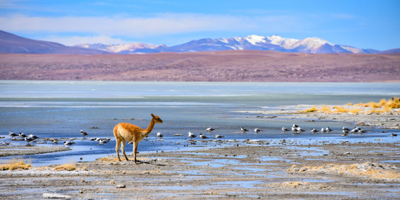 Vicuna På Højsletten