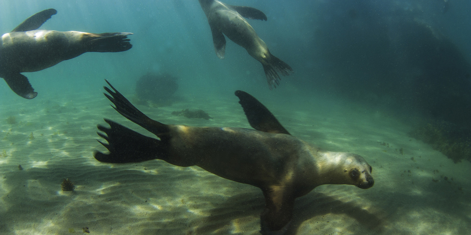 Puerto Madryn Valdes Svømmer Med Søløver 503679199