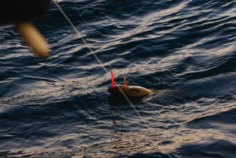 Nuuk Fiskeri 04
