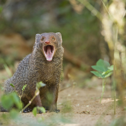 sri lanka - minneriya nationalpark_mungo_01