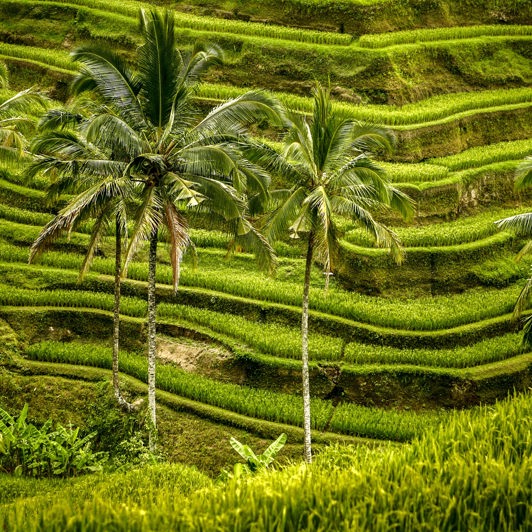 Ubud er omgivet af smukke rismarker