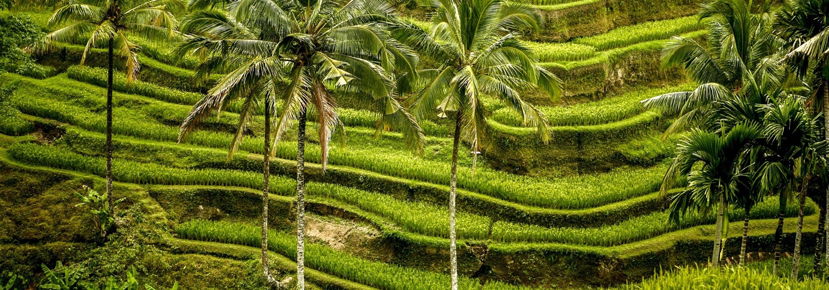 bali - ubud_rismark_19