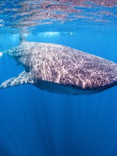 mexico - Mexico_Isla Holbox_Hvalhej_01