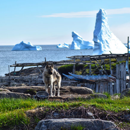 Qeqertarsuaq