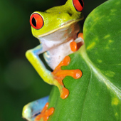 costa rica - manuel antonio national park_froe_02_hf