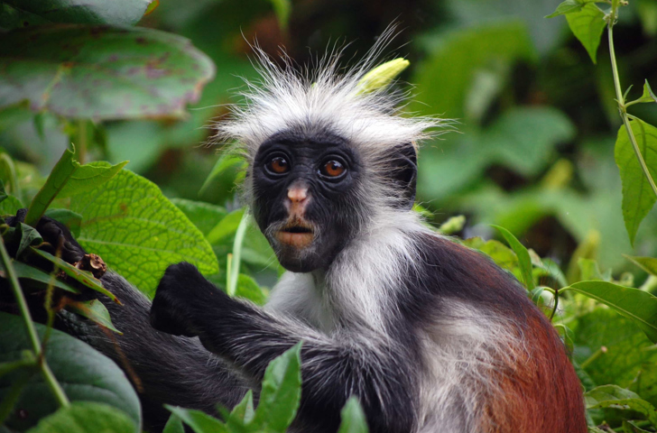 zanzibar_abe roed_01