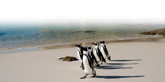 sydafrika - cape town_boulders beach_pingvin_10