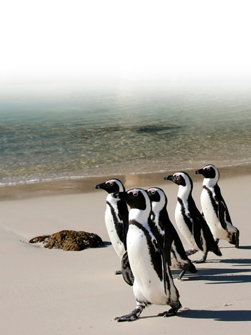 sydafrika - cape town_boulders beach_pingvin_10