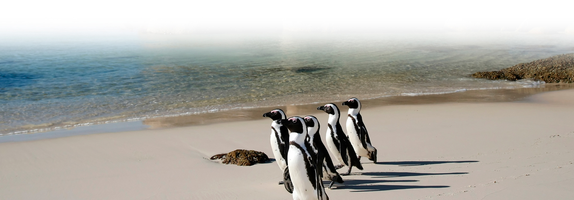 sydafrika - cape town_boulders beach_pingvin_10