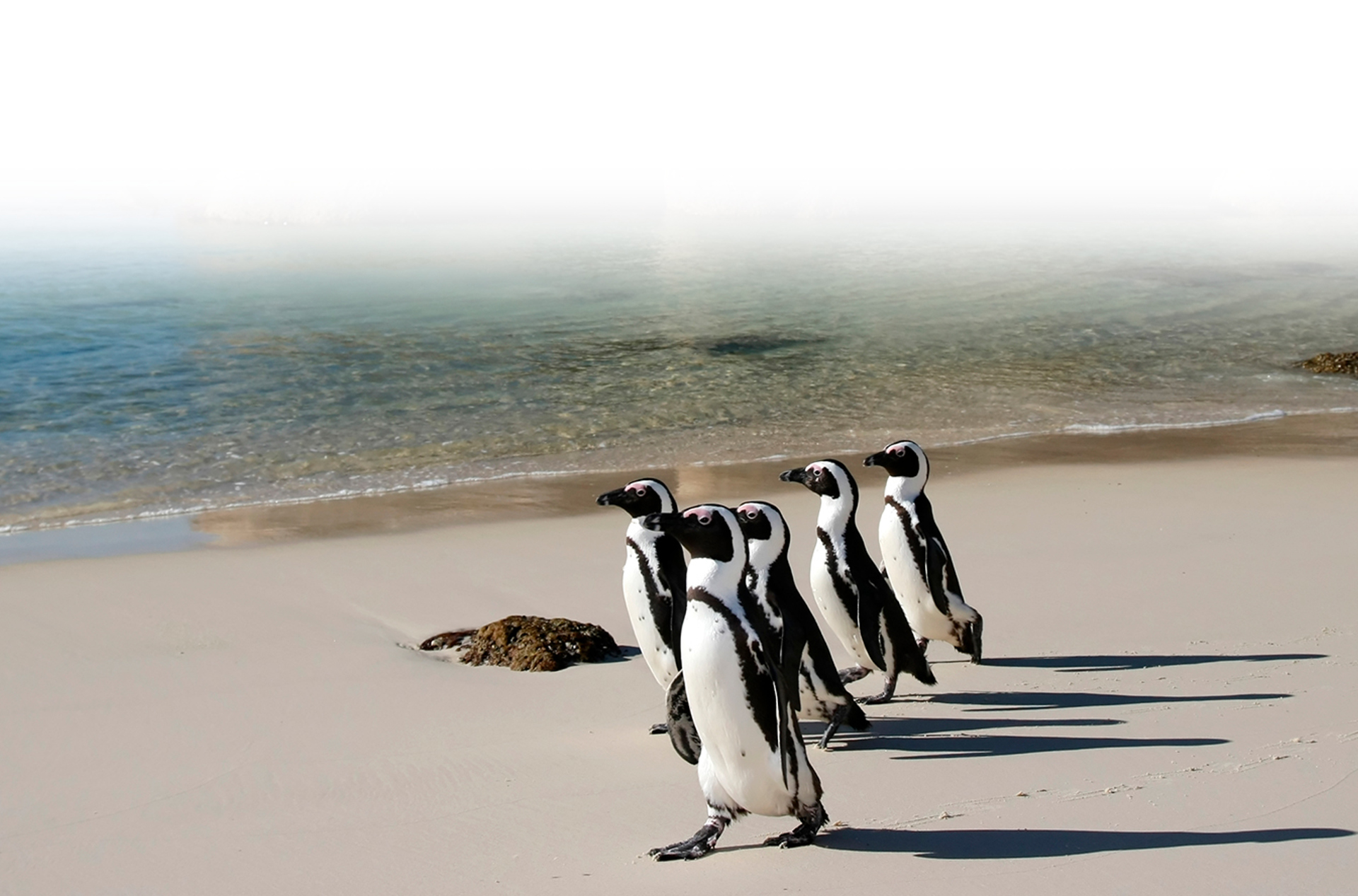 sydafrika - cape town_boulders beach_pingvin_10