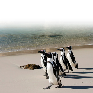 sydafrika - cape town_boulders beach_pingvin_10