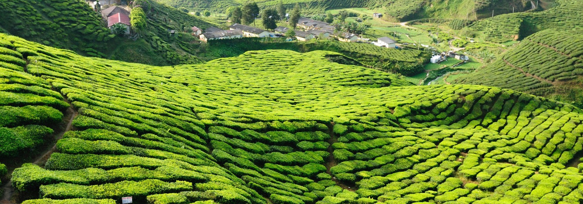 malaysia - cameron highlands_teplantage_01