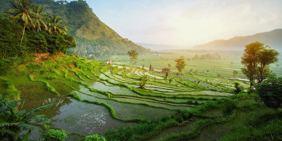 bali - ubud_rismark_16