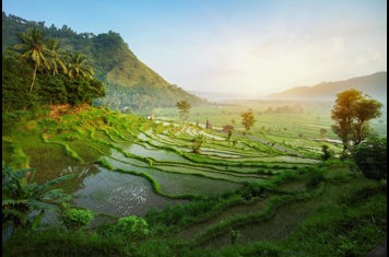 bali - ubud_rismark_16