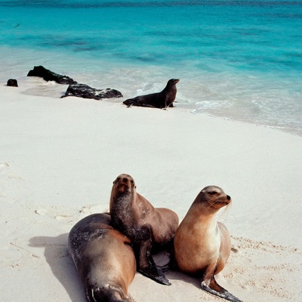 galapagos_soeloeve_07