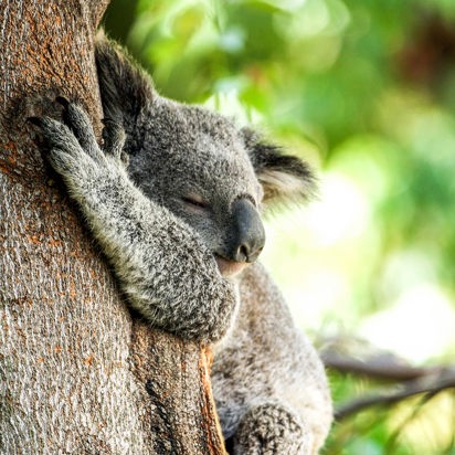 new zealand - new zealand_natur_koala_01_HF