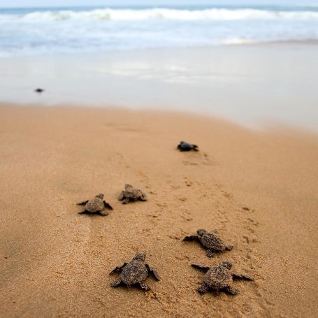 malaysia/borneo - selingan island_skildpadde_baby_02