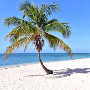 Trinidad Strand Palme 1416319931