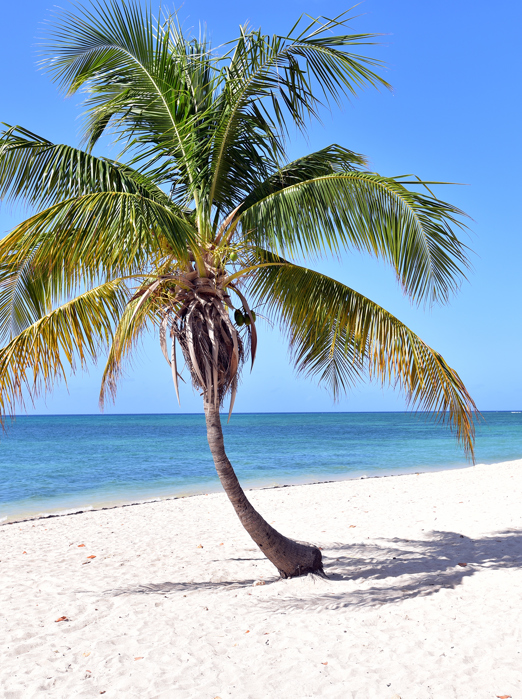 Trinidad Strand Palme 1416319931
