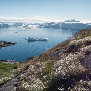 Illulissat_fjord_sommer_01