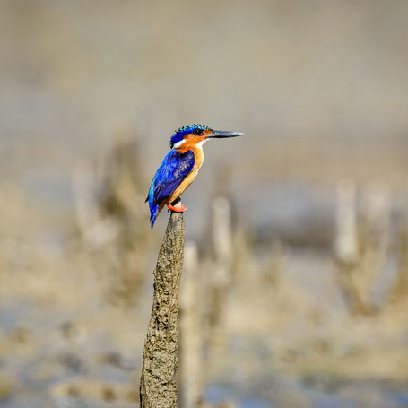 Malagasy Kingfisher