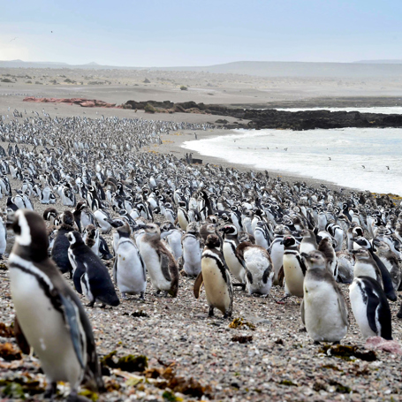 Puerto Madryn Punta Tombo Pingvin Koloni