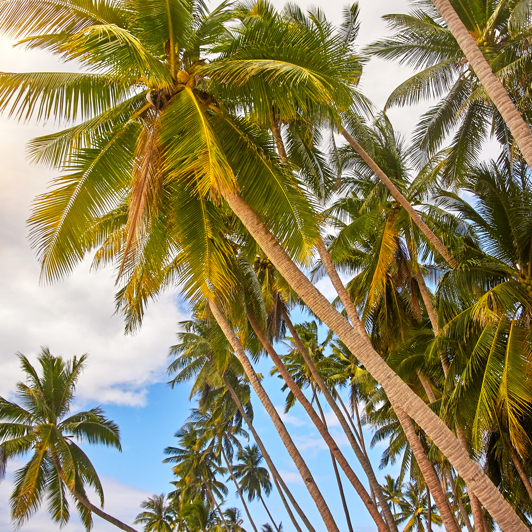 thailand - thailand_strand_palme_01