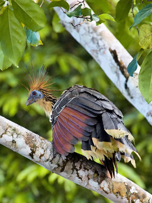 peru - amazonjunglen_hoazin_01