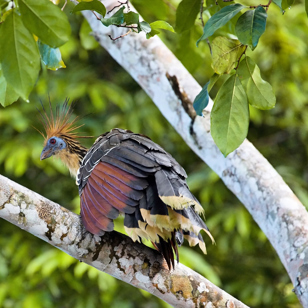 peru - amazonjunglen_hoazin_01