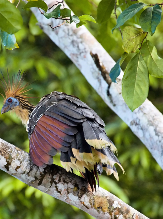 peru - amazonjunglen_hoazin_01