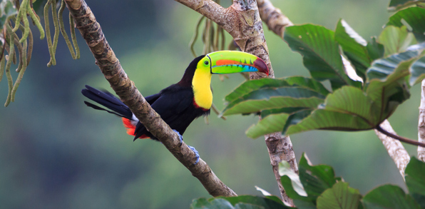 costa rica - costa rica_tukan