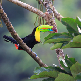 costa rica - costa rica_tukan