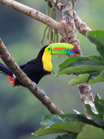 costa rica - costa rica_tukan