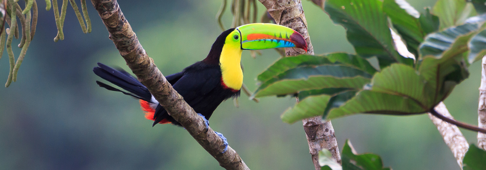 costa rica - costa rica_tukan