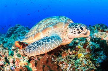 bali - bali_havskildpadde_01