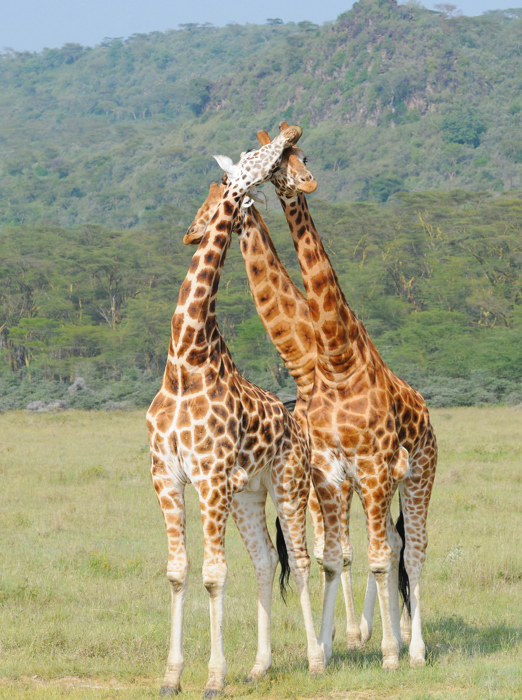 sydafrika - sydafrika_natur_giraf_02