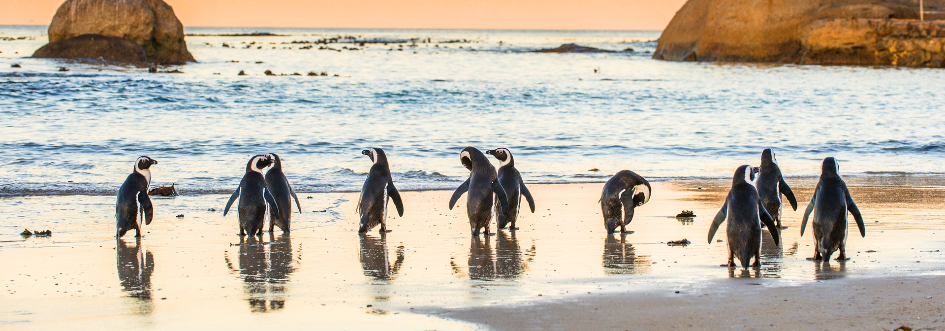 sydafrika - cape_town_pingviner_slider_01